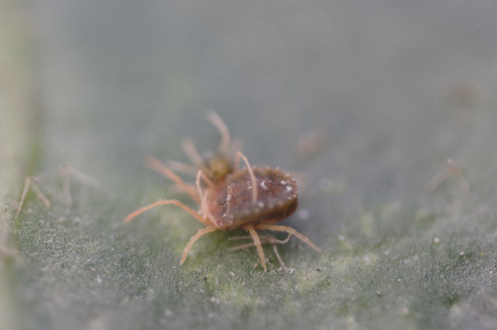 Acari su foglie di edera: cfr.  Tetranychidae - Rende (CS)